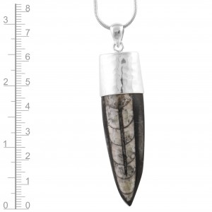 Orthoceras Fossil Pendant 